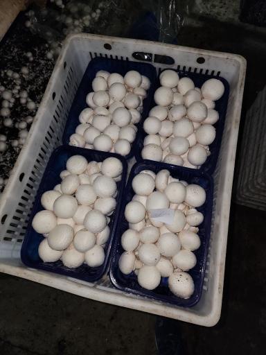 عکس قارچ فروشی زهره وند