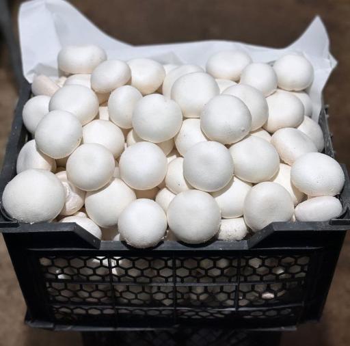 عکس قارچ فروشی زهره وند