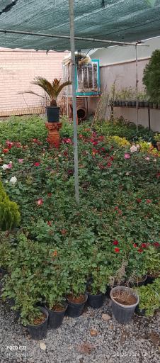 عکس گلخانه زرین