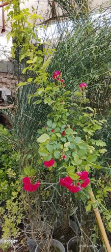 عکس گلخانه زرین