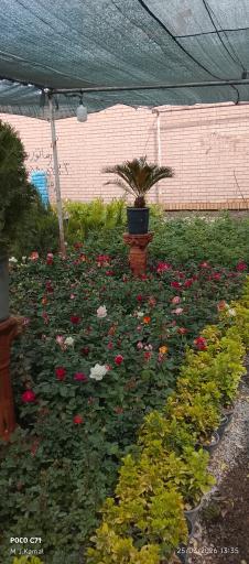 عکس گلخانه زرین