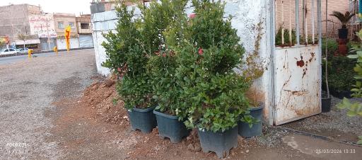 عکس گلخانه زرین