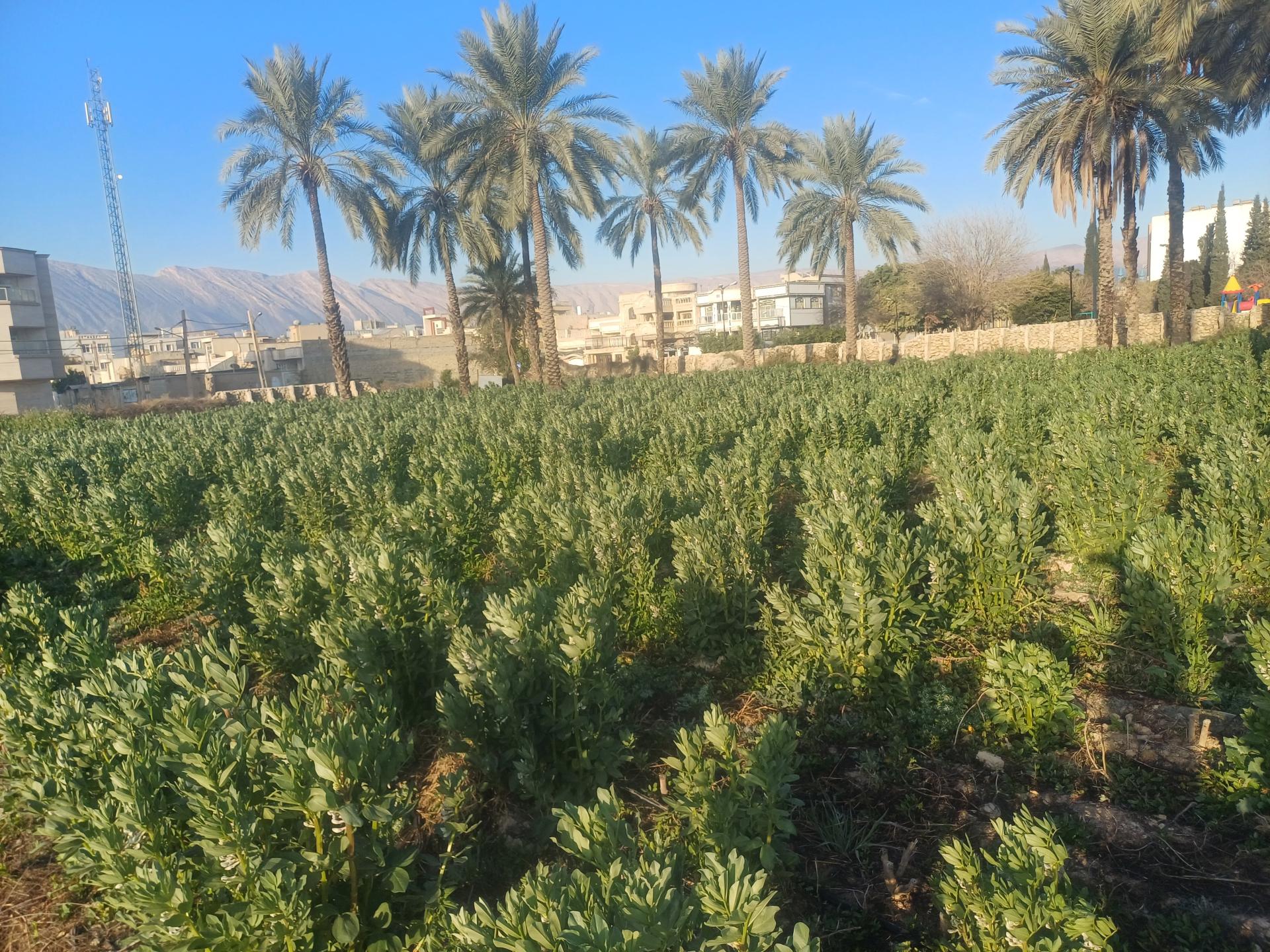 عکس پارک آزادی