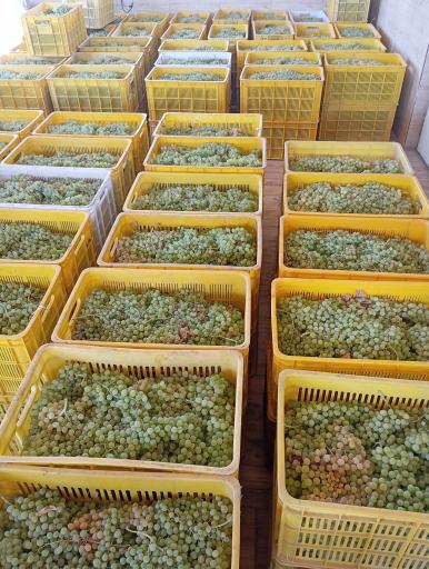 عکس گارگاه شیره پزی طاهری فر