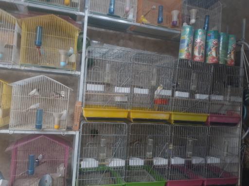 عکس پرنده فروشی علی