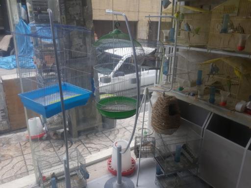 عکس پرنده فروشی علی