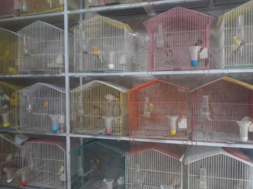 عکس پرنده فروشی علی