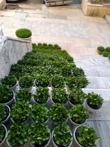 عکس گل فروشی زرافشان