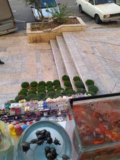 عکس گل فروشی زرافشان