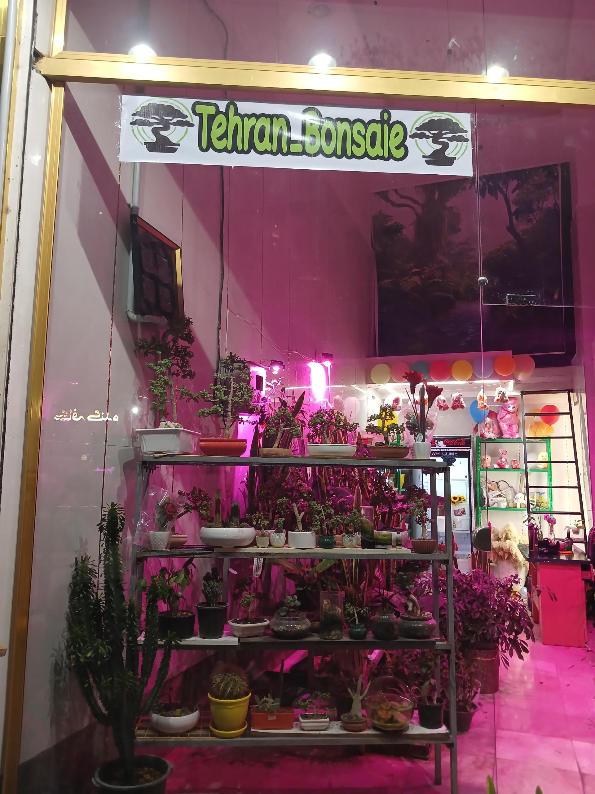 عکس تهران بونسای 