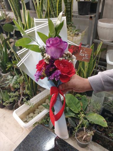 عکس تهران بونسای 