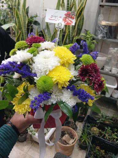 عکس تهران بونسای 