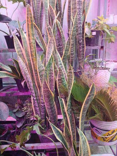 عکس تهران بونسای 