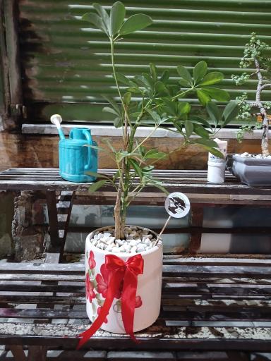 عکس تهران بونسای 