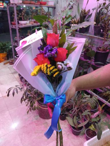 عکس تهران بونسای 