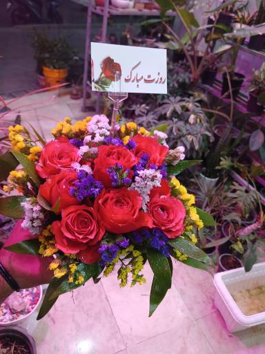 عکس تهران بونسای 