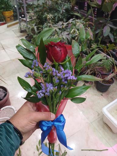 عکس تهران بونسای 