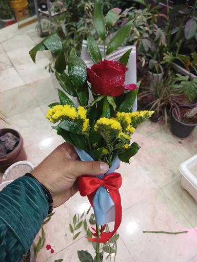 عکس تهران بونسای 