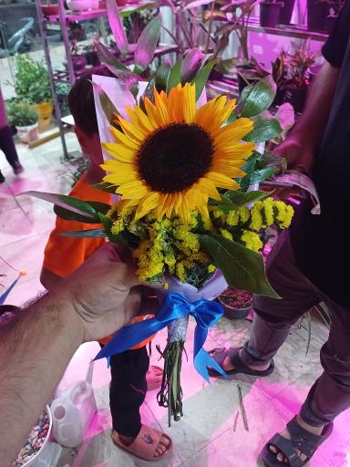 عکس تهران بونسای 