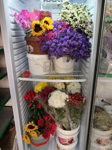 عکس تهران بونسای 