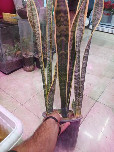 عکس تهران بونسای 