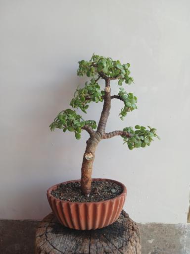 عکس تهران بونسای 