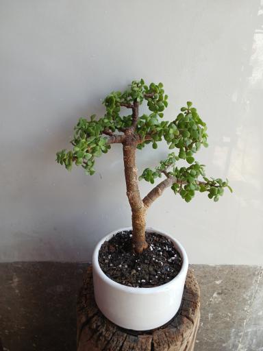 عکس تهران بونسای 