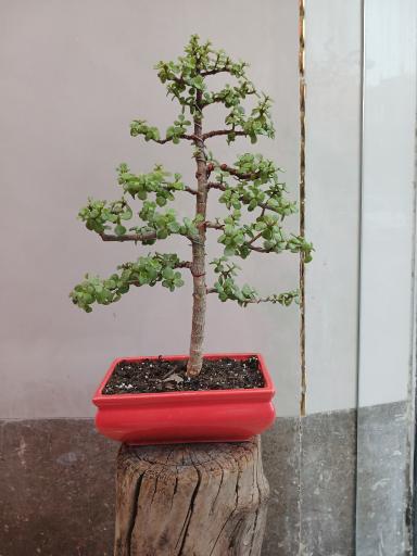 عکس تهران بونسای 