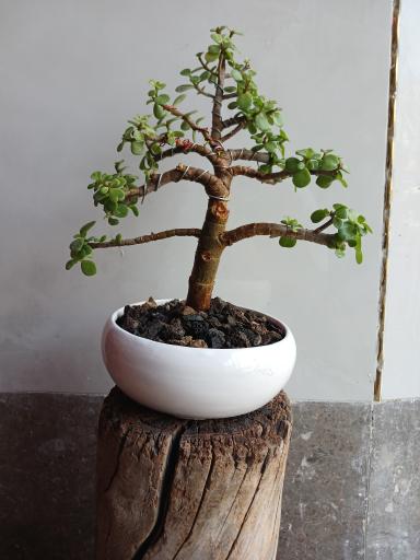 عکس تهران بونسای 