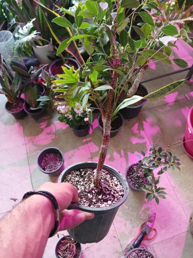 عکس تهران بونسای 