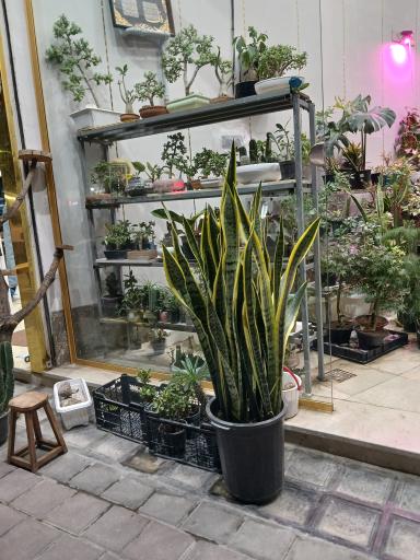 عکس تهران بونسای 