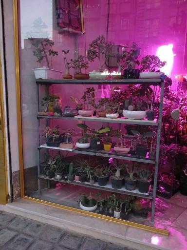 عکس تهران بونسای 