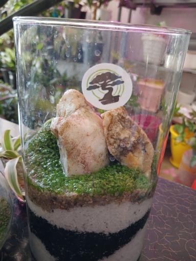 عکس تهران بونسای 