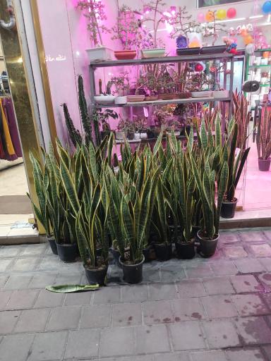 عکس تهران بونسای 