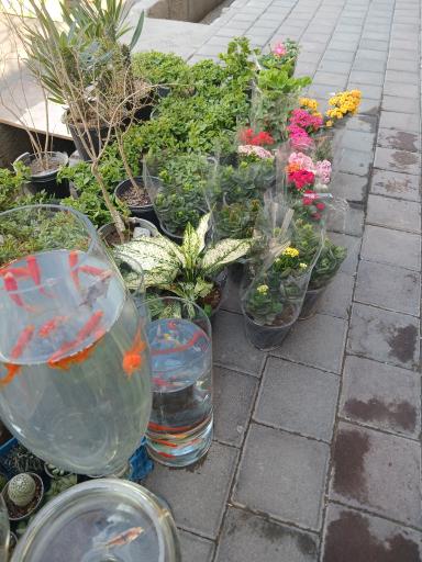 عکس تهران بونسای 