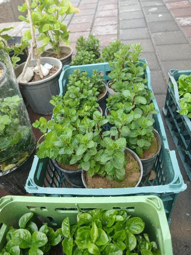 عکس تهران بونسای 