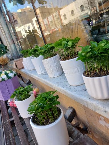 عکس تهران بونسای 