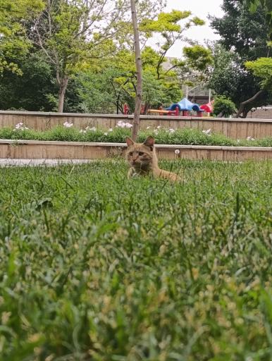 عکس بوستان شکوفه