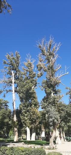 عکس بوستان سیفیه