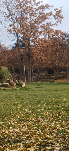 عکس بوستان سیفیه