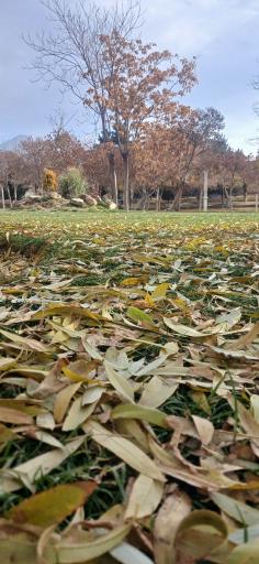 عکس بوستان سیفیه