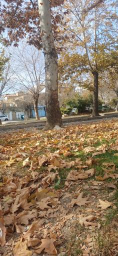 عکس بوستان سیفیه