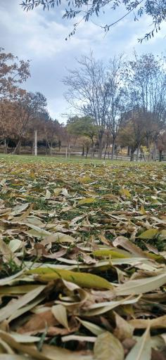 عکس بوستان سیفیه