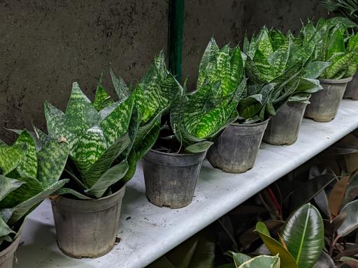 عکس گلکده ارغوان