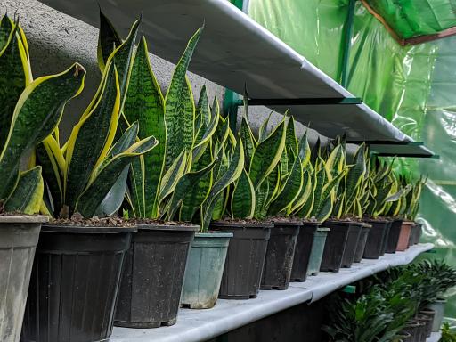 عکس گلکده ارغوان