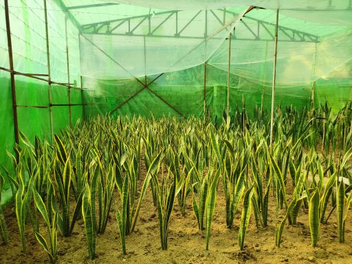 عکس گلکده ارغوان