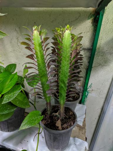 عکس گلکده ارغوان