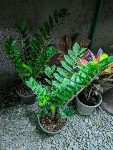 عکس گلکده ارغوان