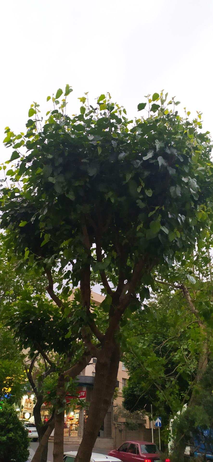 عکس پارک پویش