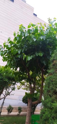 عکس پارک پویش